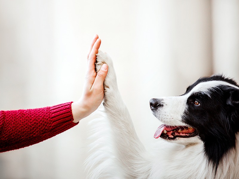 La tutela degli animali: un&#8217;analisi giuridica tra Diritto Civile e Penale